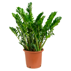 Zamioculcas zamiifolia