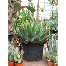 Agave montana