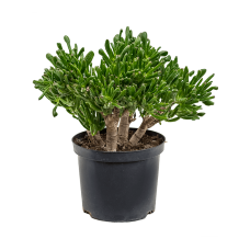 Crassula ovata 'Horntree'