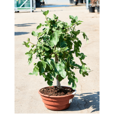 Ficus carica