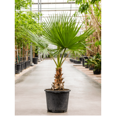 Washingtonia robusta