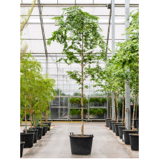 Bulnesia arborea