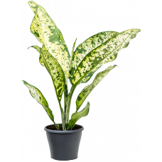 Dieffenbachia seguine 'Banana'