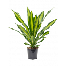 Dracaena fragrans 'Burley'