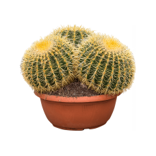 Echinocactus grusonii