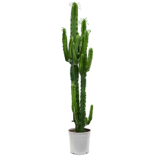 Euphorbia erytrea