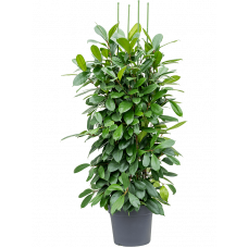 Ficus cyathistipula