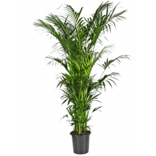 Kentia (Howea) forsteriana
