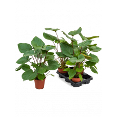 Homalomena rubescens 'Maggy' 3/tray