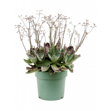 Kalanchoë partridge