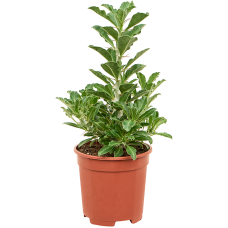 pachypodium saundersii