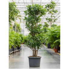 Pleomele (Dracaena) reflexa 'Song of Jamaica'