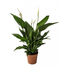 Spathiphyllum 'Sweet Chico' 8/tray