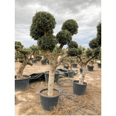 Olea europaea