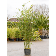 Phyllostachys bissetii