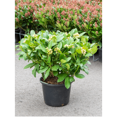 Skimmia japonica pleasure