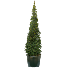 Taxus baccata