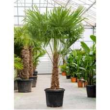 Trachycarpus fortunei
