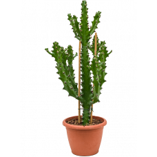 Euphorbia antiquorum