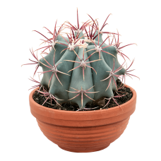 Ferocactus stainesii