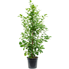 Ficus microcarpa 'Moclame'