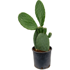 Opuntia indica