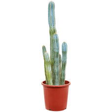Pilosocereus azureus (70-110)