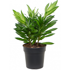 Pleomele (Dracaena) reflexa 'Song of Jamaica'