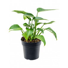 Rhodospatha latifolia