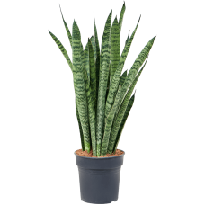 Sansevieria zeylanica 'Narrow'