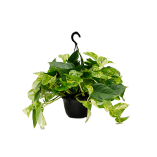 Scindapsus (Epipremnum) 'Aureum'