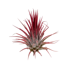 Tillandsia ionatha red 20/box