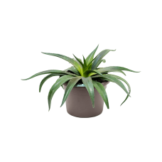 Rhapis excelsa