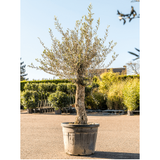 Olea europaea