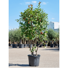 Photinia x fraseri 'Red Robin'