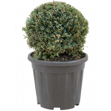 Taxus baccata