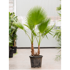 Washingtonia robusta