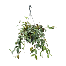Aeschynanthus marmoratus