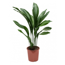 Aspidistra elatior