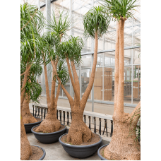 Beaucarnea recurvata