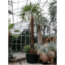 Copernicia alba