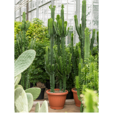 Euphorbia erytrea