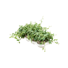 Ficus radicans 'White' 8/tray