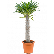 Pachypodium lamerei
