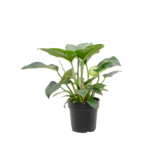 Philodendron 'Green Beauty'