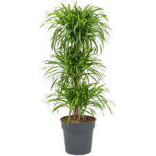 Pleomele (Dracaena) 'Anita Variegata'