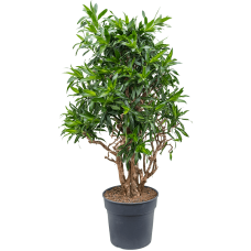 Pleomele (Dracaena) reflexa 'Song of Jamaica'