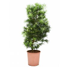 Podocarpus macrophyllus