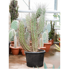 Stetsonia coryne