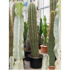 Trichocereus terschechii
